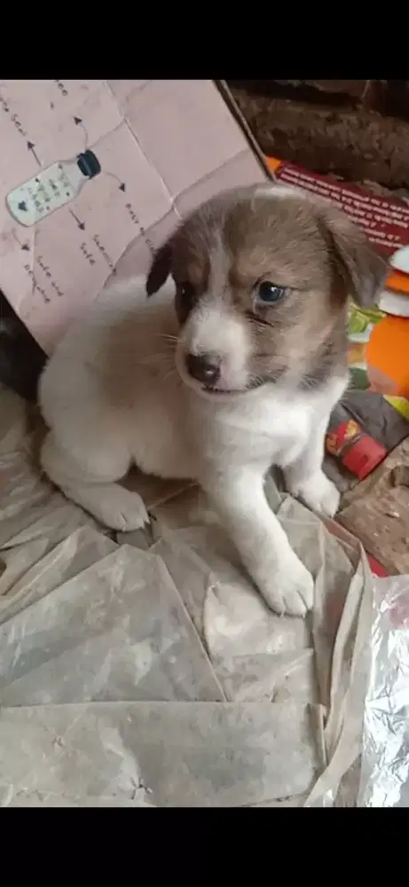 Anak anjing usia 1 bulan