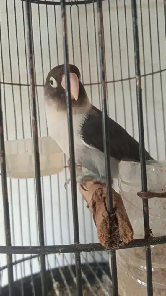Burung love birds dn sangkar
