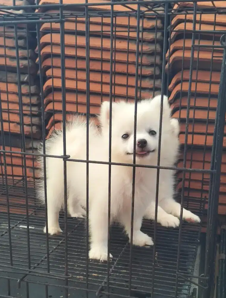 minipom betina 1