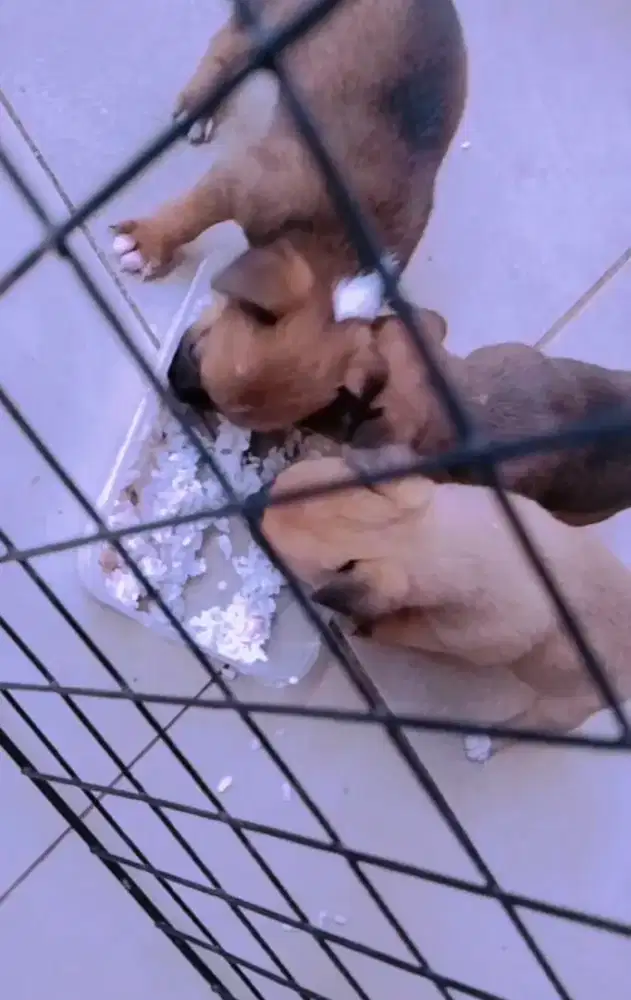 ANJING CHIHUAHUA