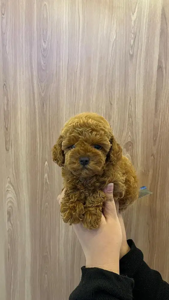 Anjing poodle red