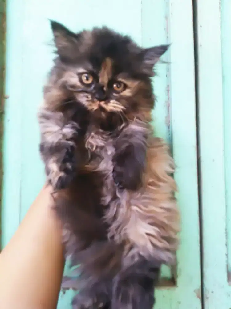 Kucing persia kitten