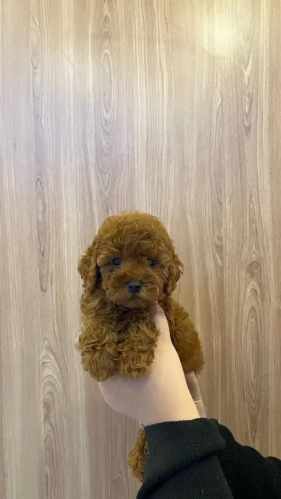 Anjing poodle red