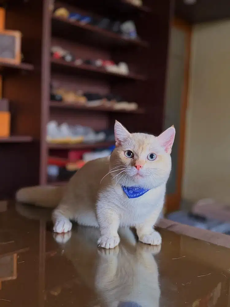 Kucing Munchkin British RED POINT MALE BSH SF