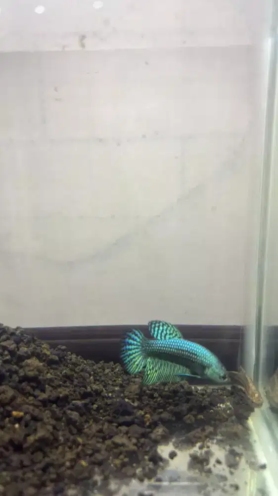 Ikan cupang wild betta alien