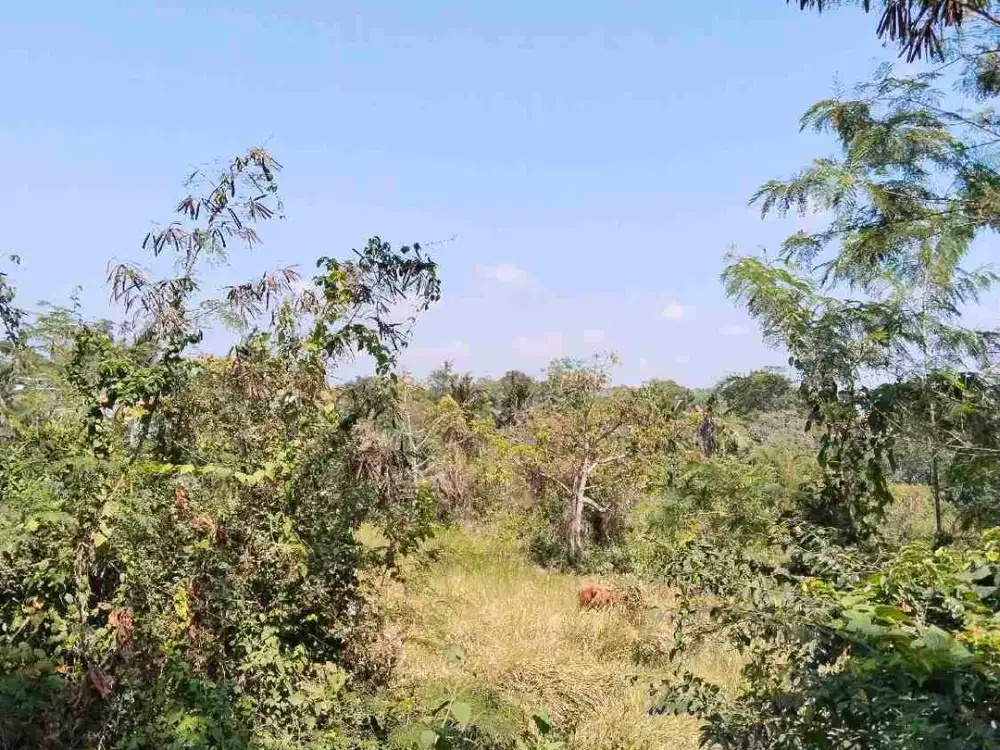 Dijual tanah area sana,  tnh kering pinggir jln raya view sungai zona kuning