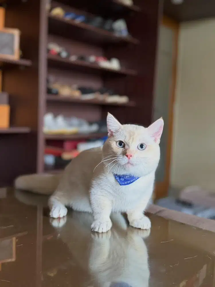 kucing munchkin cebol