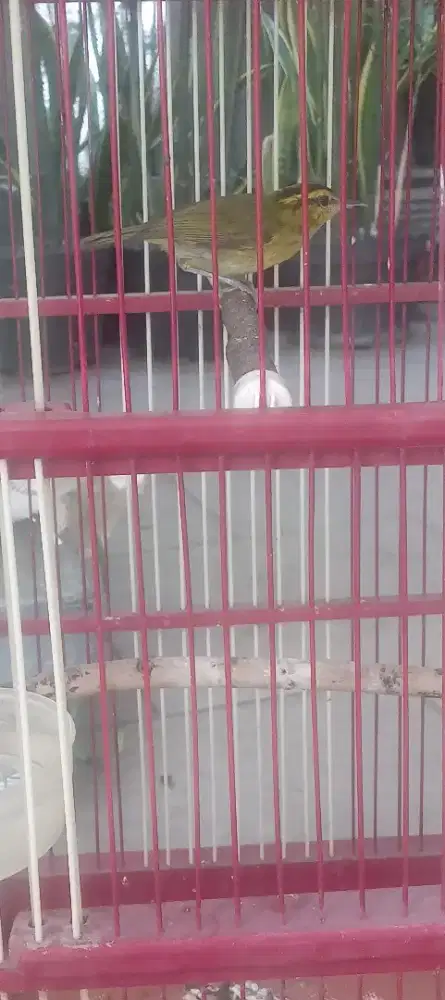 Burung Pare pare