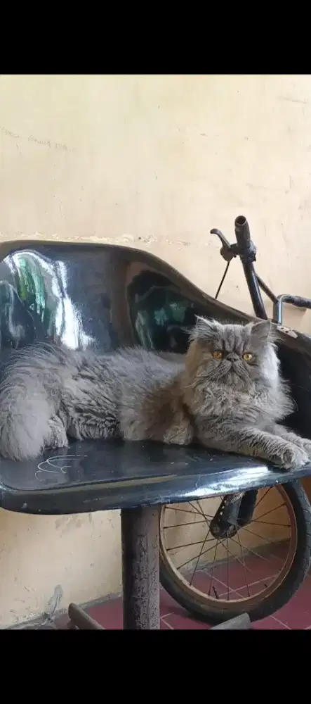 Peaknose jantan