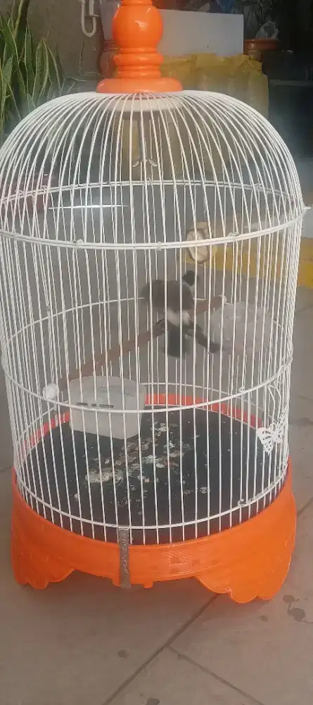 Burung Kutilang