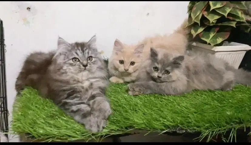 Persia mix maincoon jantan dan betina