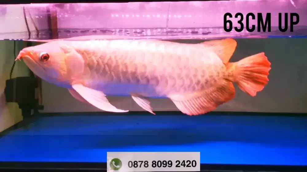 Super red jumbo uk 63 cm up