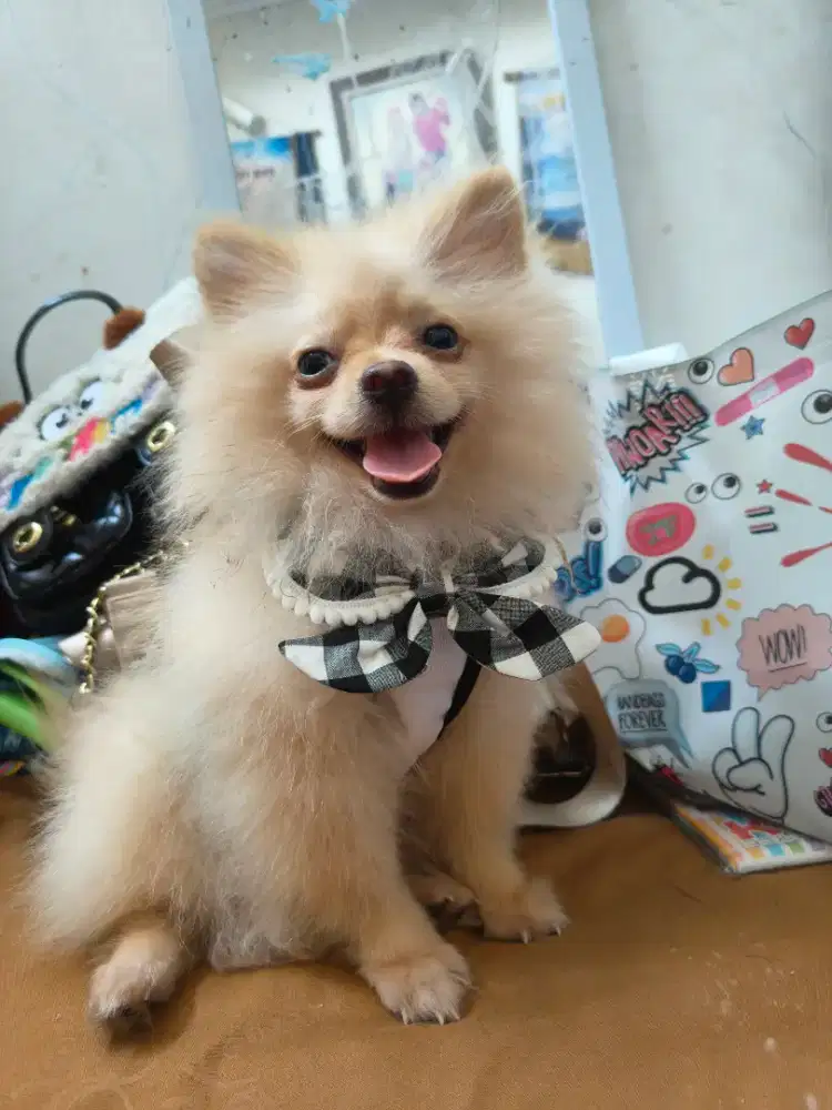 Anak anjing pomerian