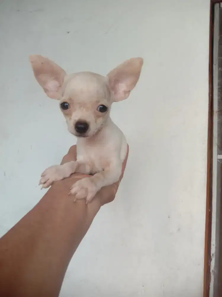 Anakan mini Chihuahua jantan 2 bln