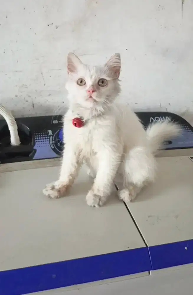 kiten betina 4 bulan bulu panjang idung flat