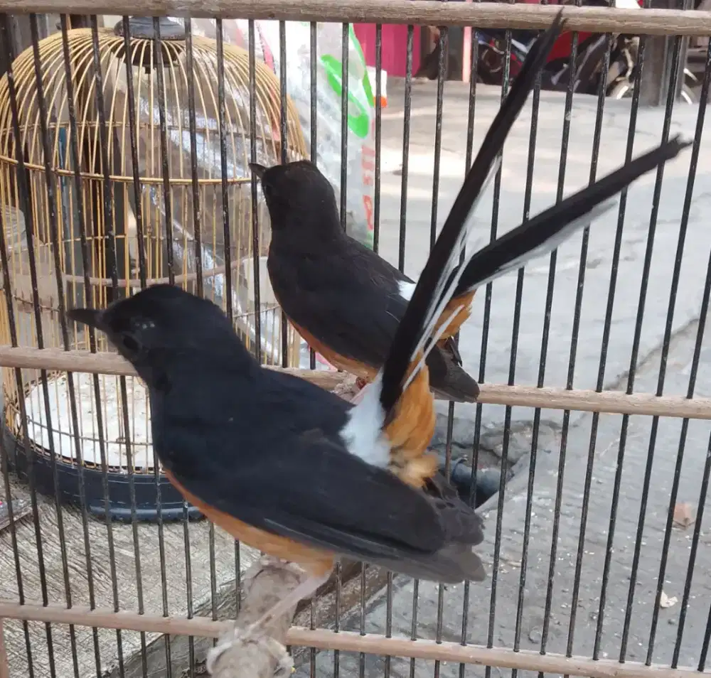 Murai batu Medan betina produksi