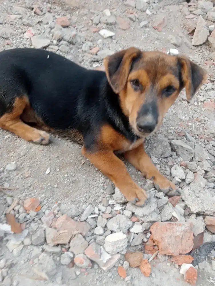 Ank dogi umur 3 bulan