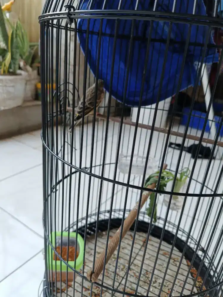 Jual burung besrot gacor mapan