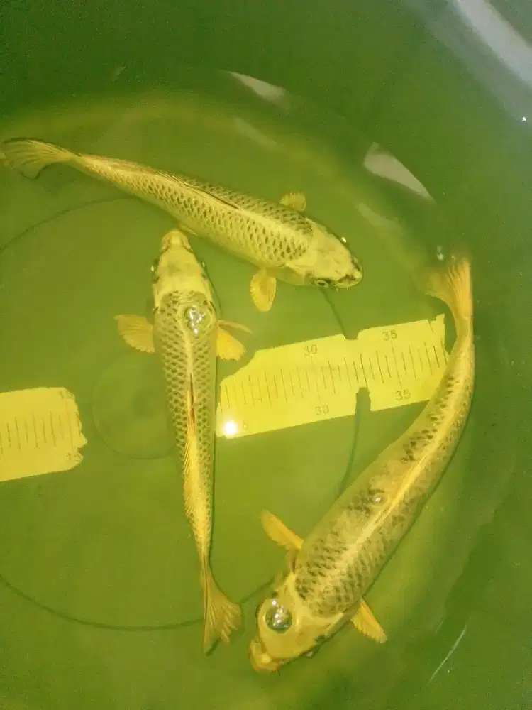 Ikan koi jenis Kin Matsuba size 27-30cm