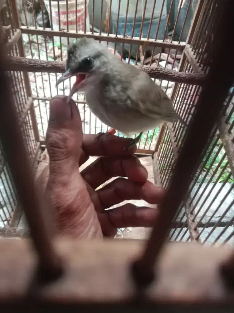 Trucukan bondowoso jatim