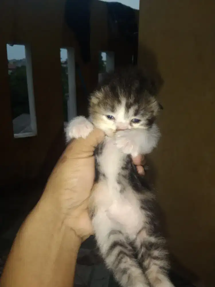 Kucing Persia Calico usia 1 bulan