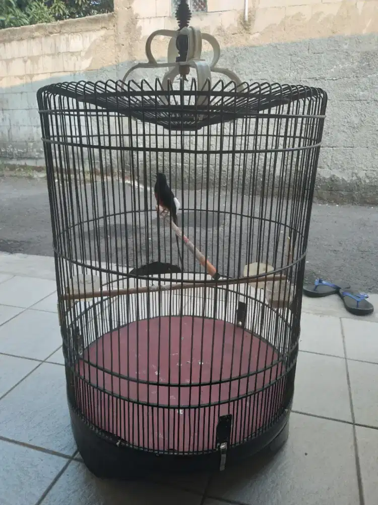 Murai batu medan