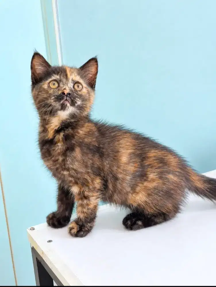 Kitten Betina anakan BSH mix persian. 2.5 bulan