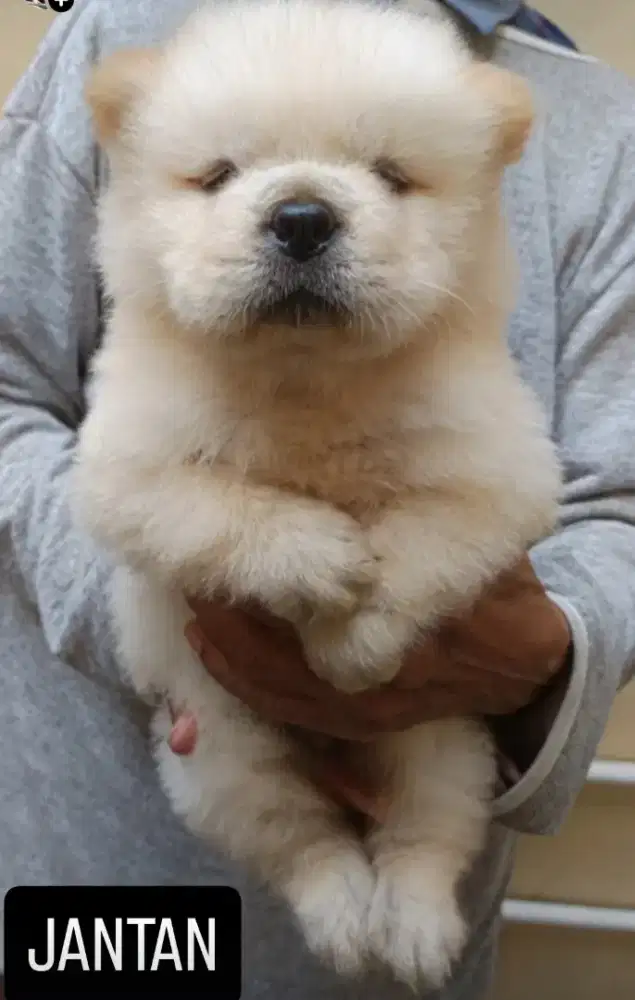 Puppy chow chow stambun chip