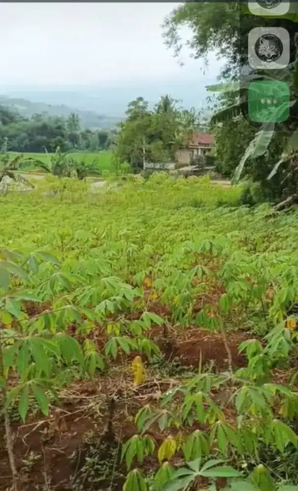Dijual tanah kebun