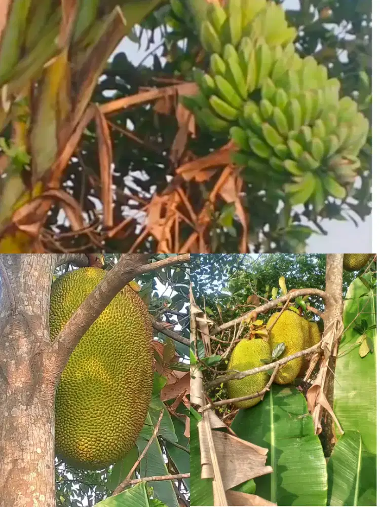 Dijual cepat harga nego