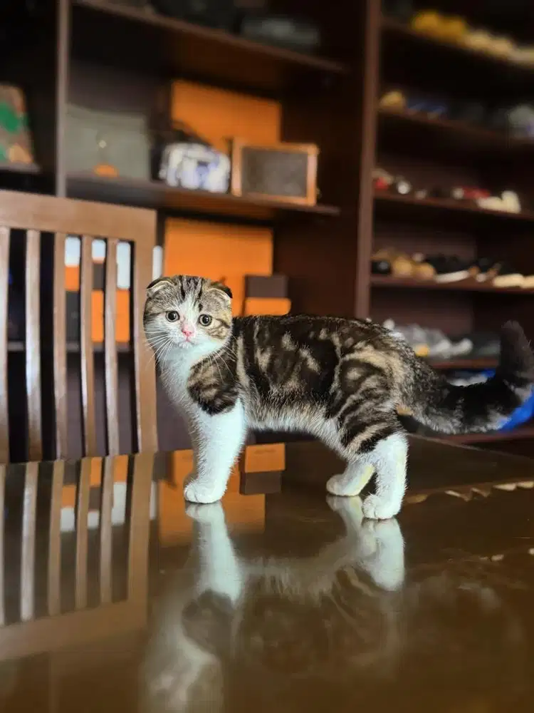Kucing Scottish Fold FEMALE BSH SF