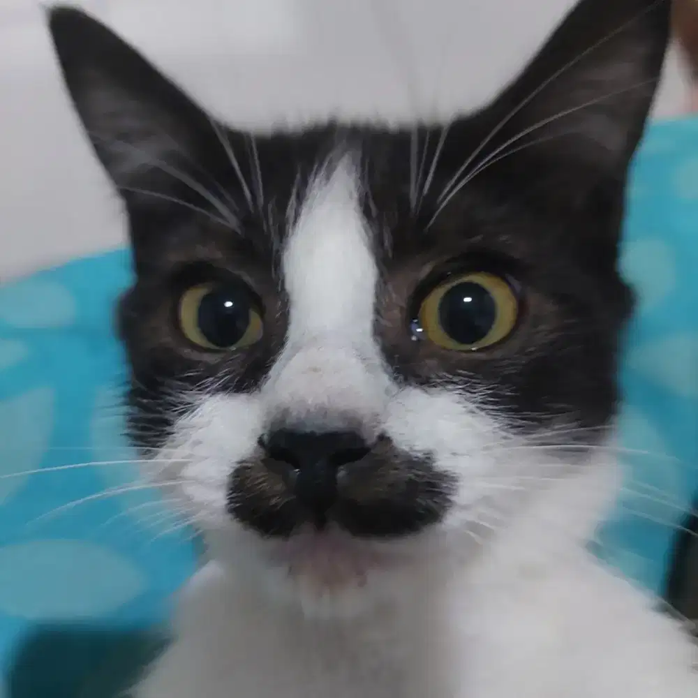 Open Adopt Kucing adopsi kucing
