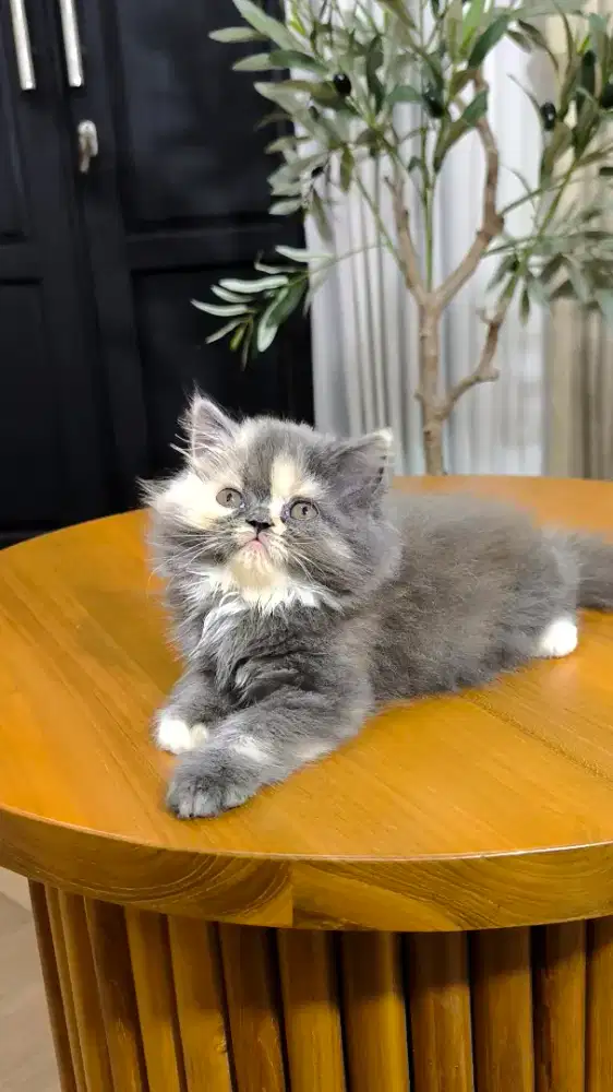 Persian Flat nose Dilute calico
