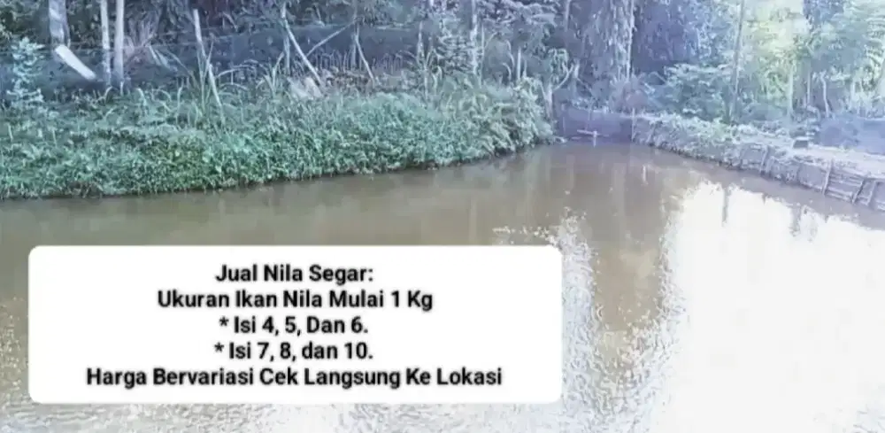 Jual Ikan Nila Segar Berkualitas