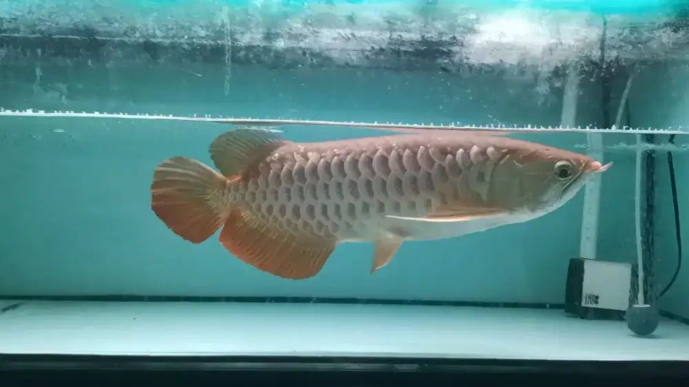 Arwana Golden red