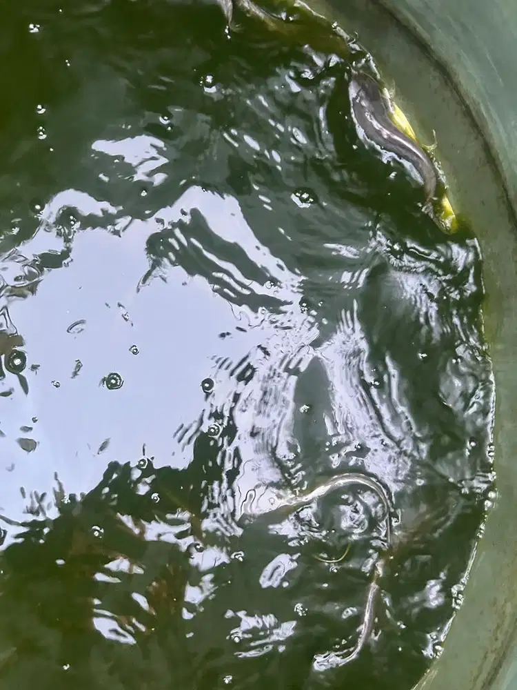 Ikan Lele segar full pelet budidaya kolam terpal