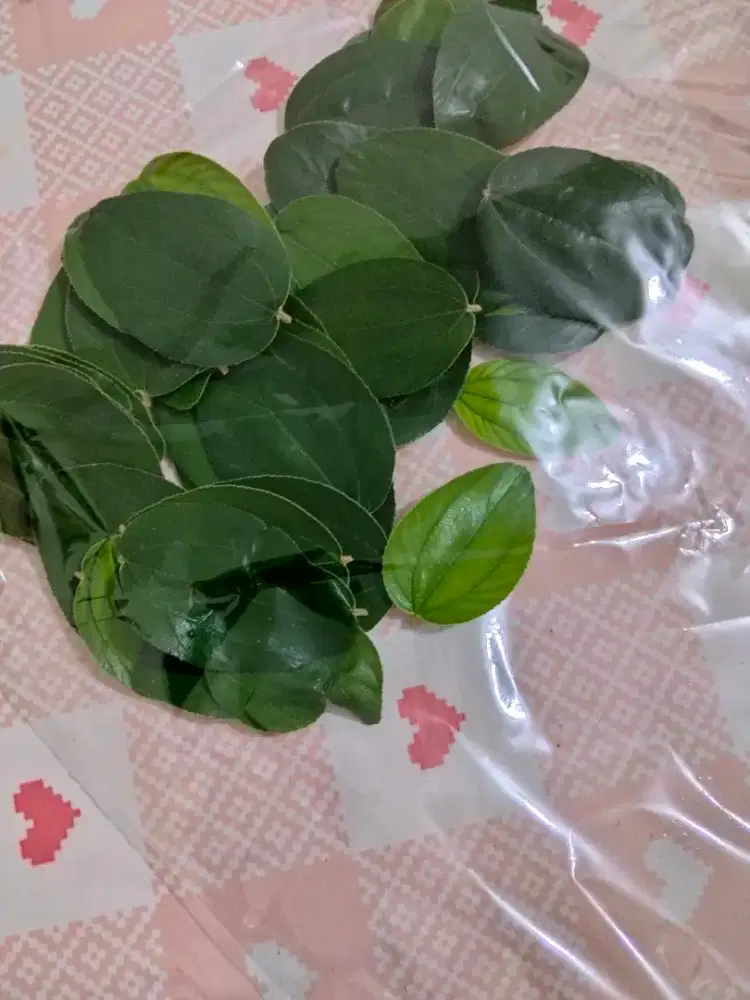 Daun Bidara segar