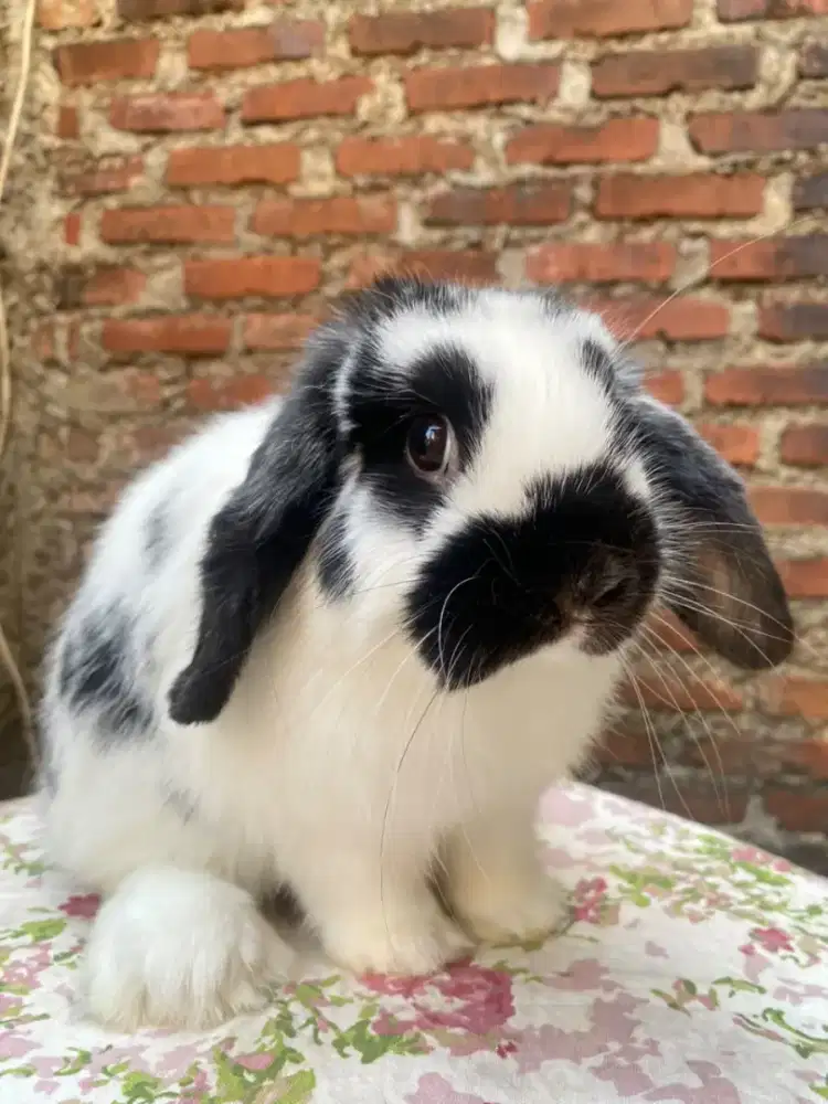 Kelinci holland lop