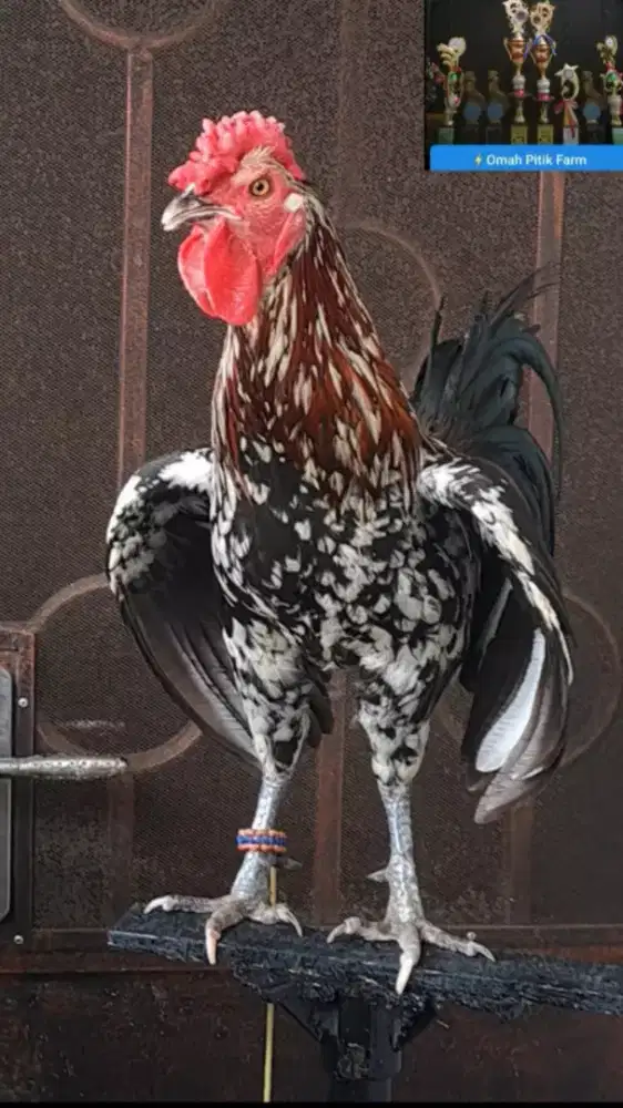 Ayam ketawa jantan jengger mawar