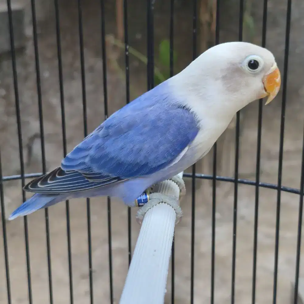 Lovebird Biola Violet / Darkblue Split PF harga promo