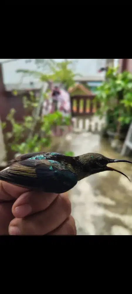 Burung bandangan king konin