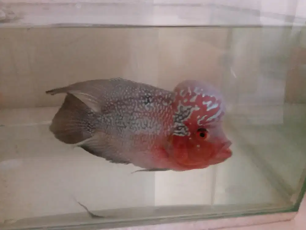 Dijual ikan lohan + gurami Padang