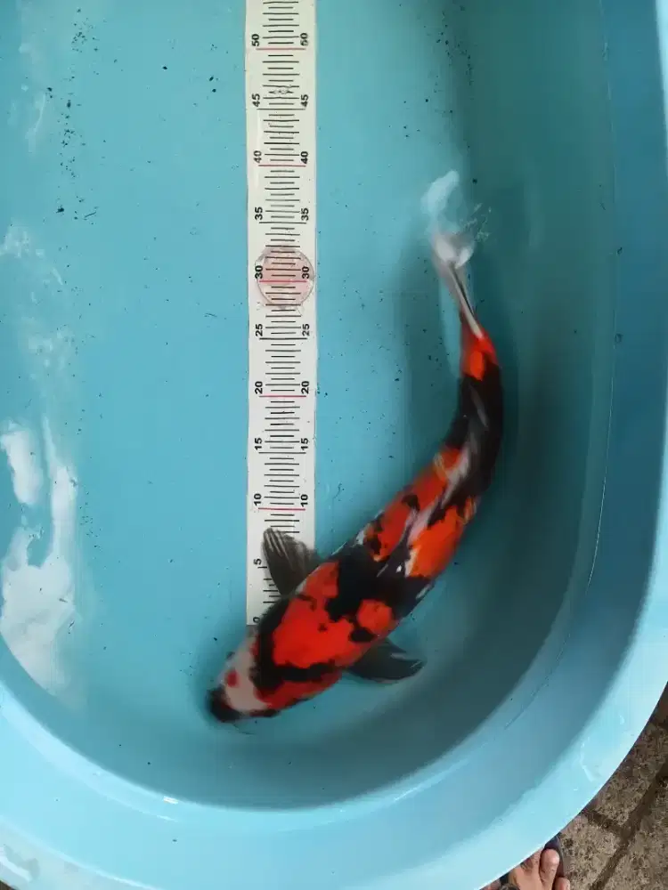 Koi sowa doitsu 47cm