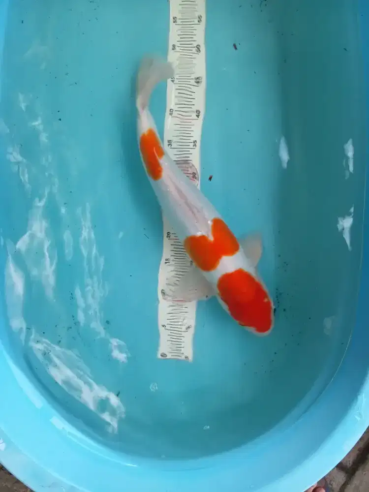 Koi kohaku doitsu 3 step