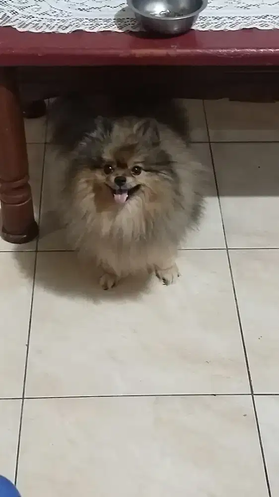 Super Minipom Betina