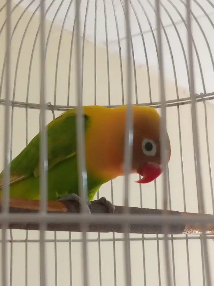JUAL BURUNG LOVEBIRD