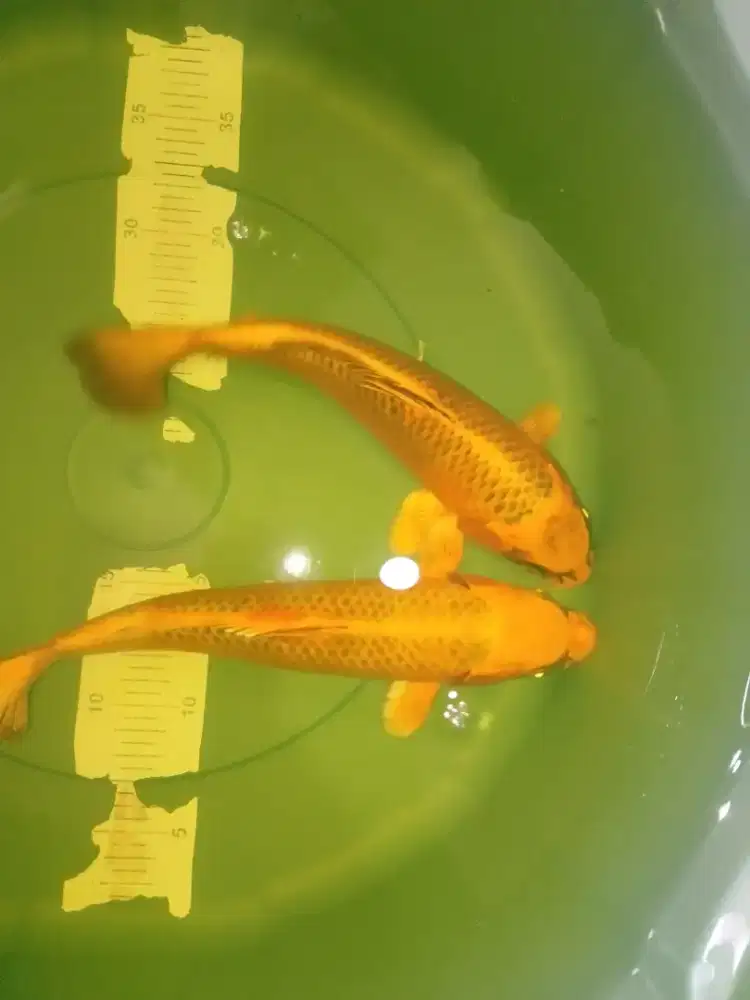 Ikan koi jenis Kin Matsuba 30cm orange