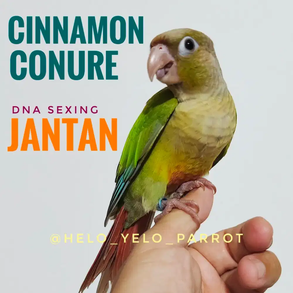 Cinnamon Conure DNA Sexing JANTAN
