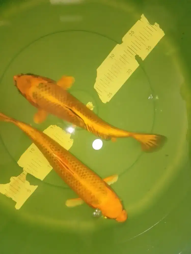 Ikan koi jenis Kin Matsuba 30cm Blitar