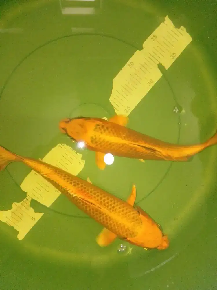 Ikan koi jenis Kin Matsuba 30cm